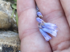 Brimeura amethystina