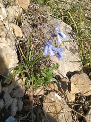 Brimeura amethystina