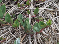 Indischer Spinat (Basella alba): Herkunft und Verwendung — Foto 2