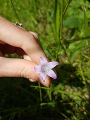 Campanula patula