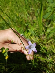 Campanula patula
