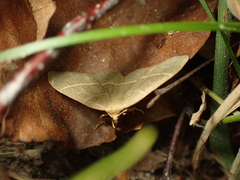 Trisateles emortualis