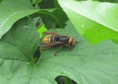 Vespa crabro altaica
