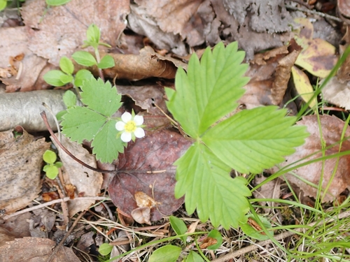 Fragaria vesca