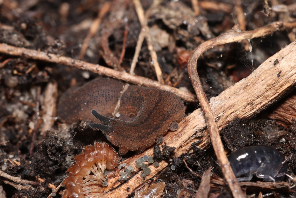 Rûens velvet worm