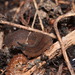 Rûens Velvetworm - Photo no rights reserved, uploaded by Oliver Angus