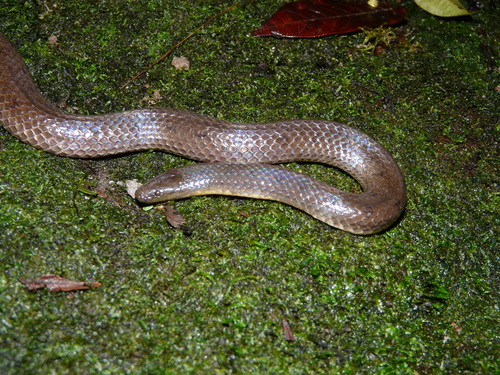 Costa Rica Water Snake
