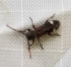 Psenocerus supernotatus