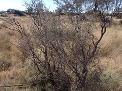 Vachellia haematoxylon