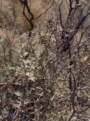 Vachellia haematoxylon