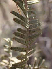 Vachellia haematoxylon