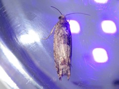 Pseudexentera spoliana