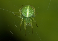Araneus psittacinus