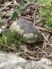 Kinosterninae