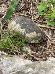 Kinosterninae