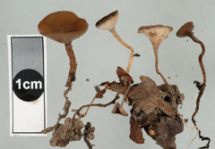 Ciborinia camelliae