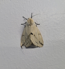 Spilosoma lutea