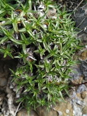Saponaria caespitosa