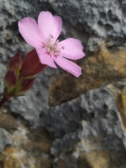 Saponaria caespitosa