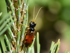 Acantholyda hieroglyphica