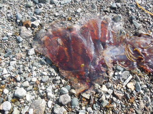 Lion's Mane Jellies photographed in Maine