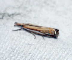 Crambus agitatellus