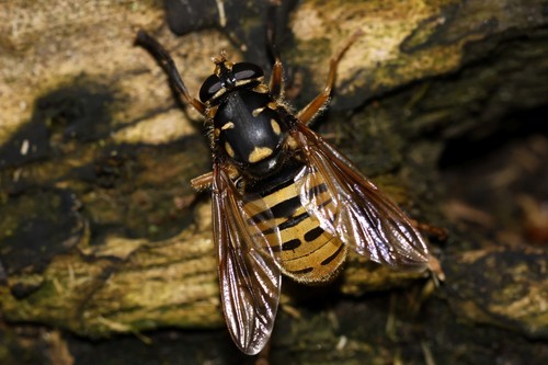 Temnostoma meridionale Krivosheina & Mamayev, 1962