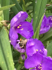 Bombus impatiens