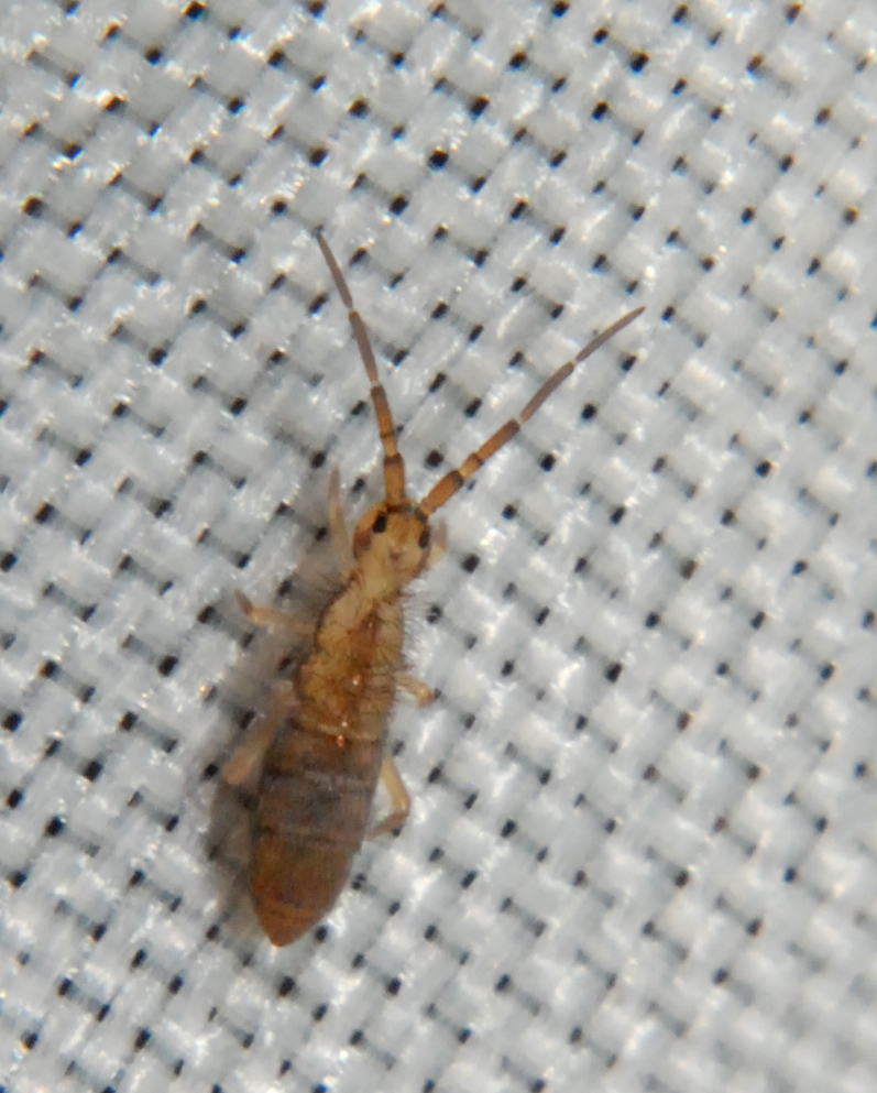 Orchesella bulba