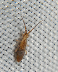 Orchesella bulba