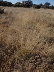 Aristida meridionalis