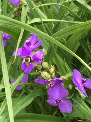 Bombus impatiens