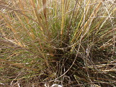 Aristida meridionalis