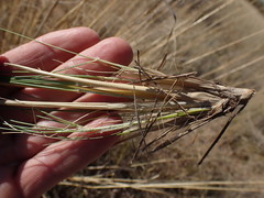 Aristida meridionalis