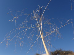 Aristida meridionalis