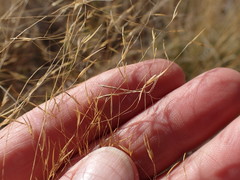 Aristida meridionalis