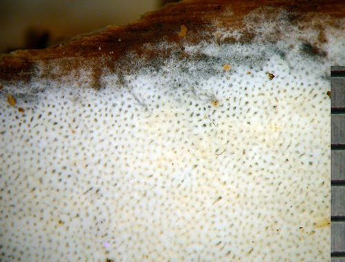 Representative image of Ceriporiopsis