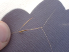 Aristida meridionalis