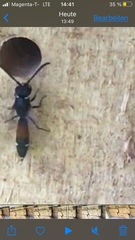 Sapyga quinquepunctata