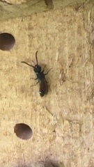 Sapyga quinquepunctata