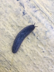 Belocaulus angustipes