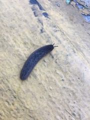 Belocaulus angustipes