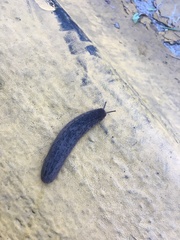 Belocaulus angustipes