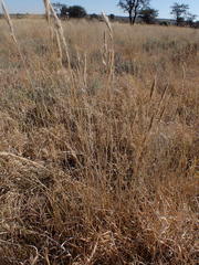 Aristida congesta congesta