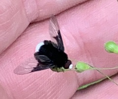 Ogcodocera leucoprocta