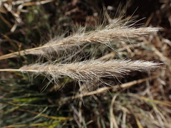 Aristida congesta congesta