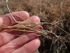 Aristida congesta congesta