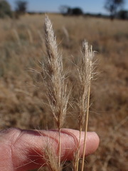 Aristida congesta congesta