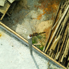 Urothemis signata