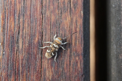 Corrhenes crassicollis